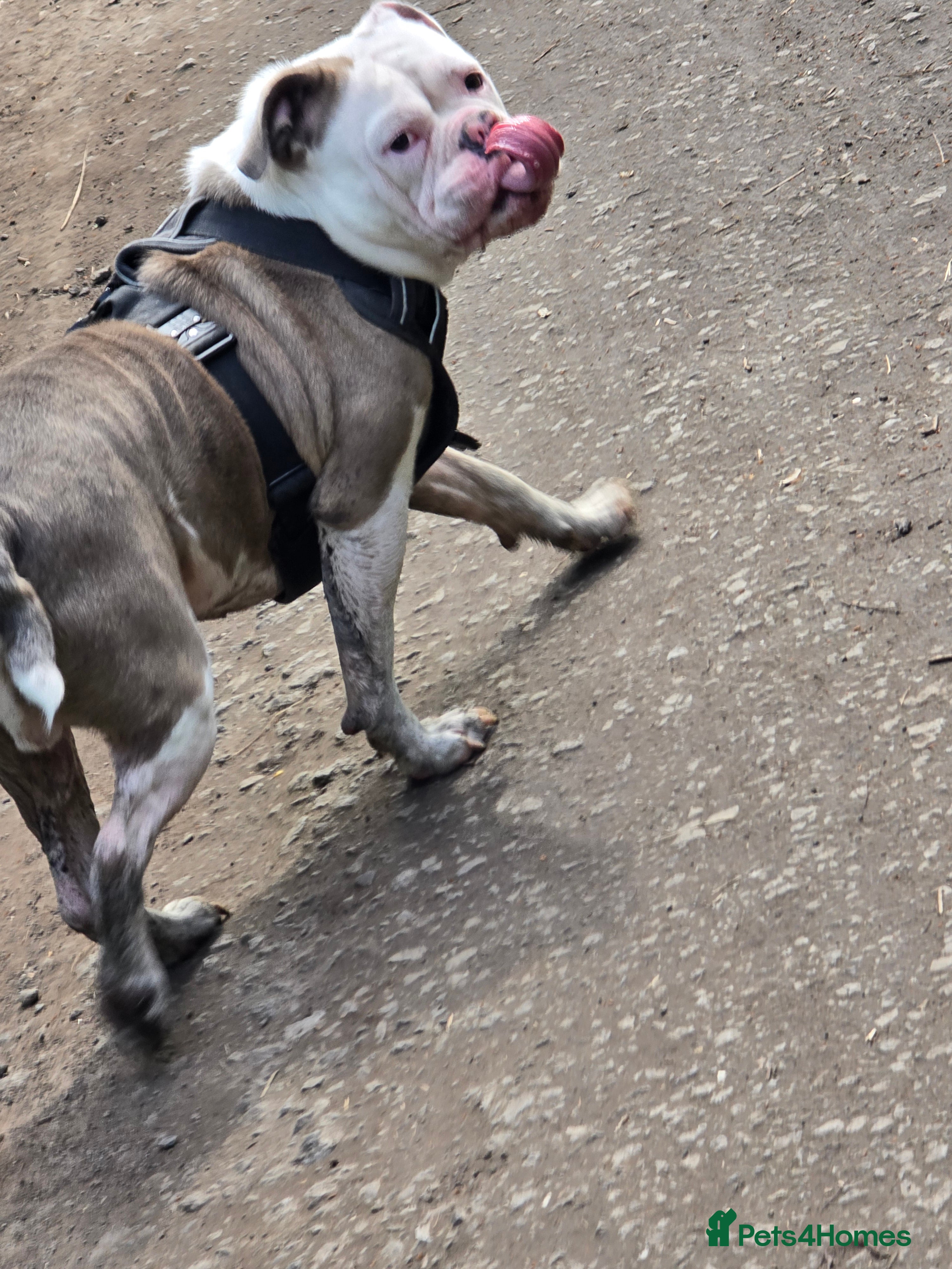 Old Tyme Bulldog dogs Rubble is male  - Advert 21