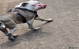 Old Tyme Bulldog dogs for sale: Rubble is male  - Image 1