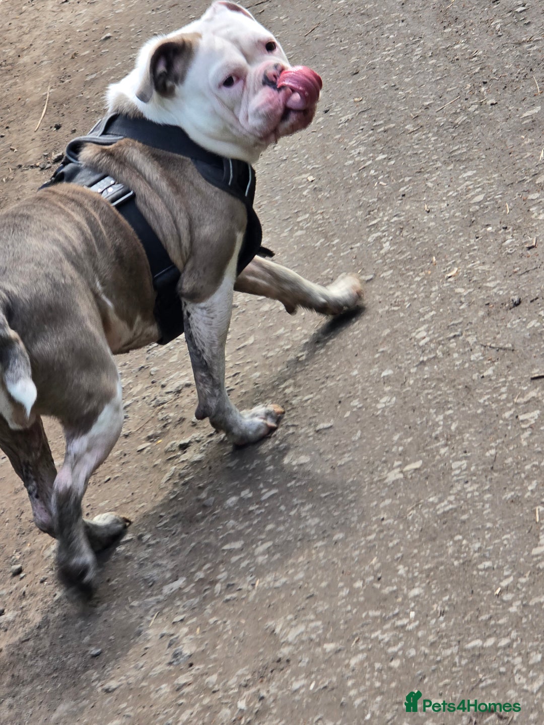 Old Tyme Bulldog dogs for sale: Rubble is male  - Image 1