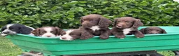 Sprocker dogs for sale: 6 sprocker  - Advert 10