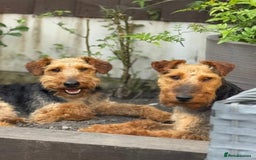 Welsh Terrier dogs for adoption: Sweet Evie looking for LOVE - Image 4