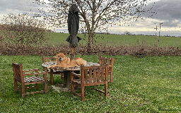 Chow Chow dogs for stud: Chow-husky cross to stud, can travel - Image 4