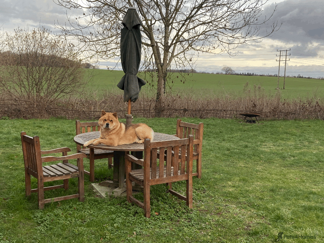 Chow Chow dogs for stud: Chow-husky cross to stud, can travel - Image 4