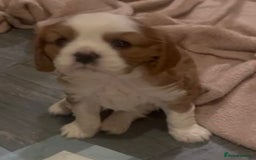Cavalier King Charles Spaniel dogs for sale: Beautiful King Charles pups - Advert 2