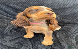 Cocker Spaniel dogs for sale: Beautiful Female Cocker Spaniel Puppies  - Image 6