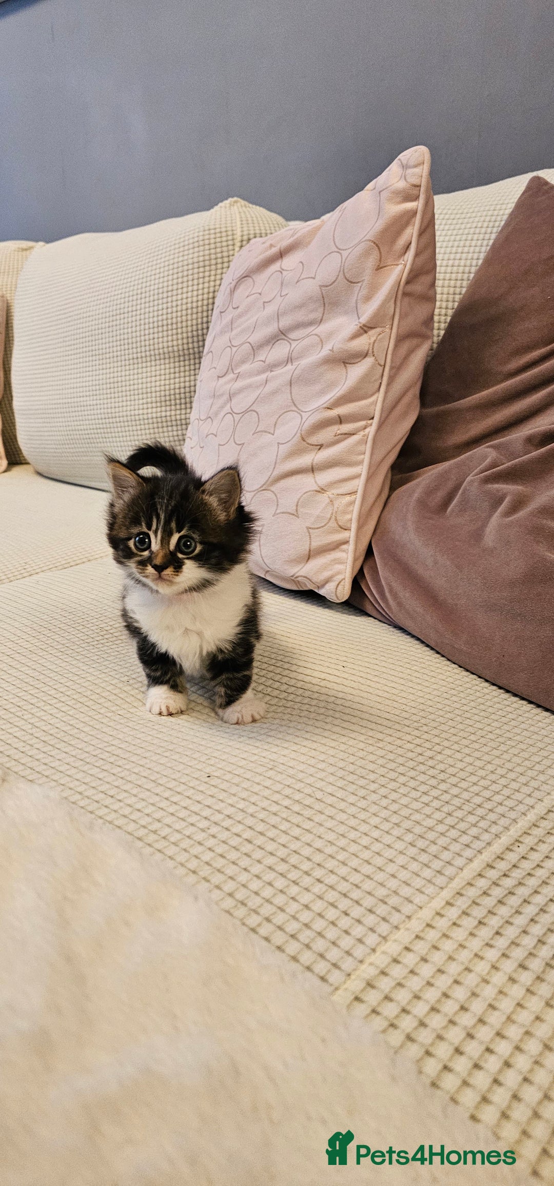 Mixed Breed cats for sale: 2 fluffy girls - Image 6