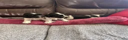 Cocker Spaniel dogs for sale: 3 Blue Roan Show Cockers - Advert 4