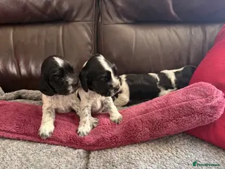 Cocker Spaniel dogs 3 Blue Roan Show Cockers - Advert 17