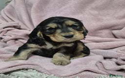 Cocker Spaniel dogs for sale: Health Tested Cocker spaniel puppies  - Advert 3