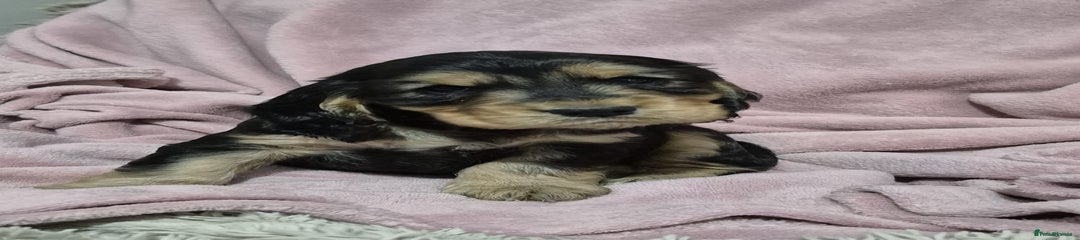 Cocker Spaniel Puppy 1