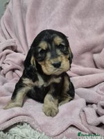 Cocker Spaniel dogs Health Tested Cocker spaniel puppies - Advert 10