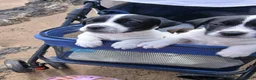 Mixed Breed dogs for sale: 2 lovely Jack Russell 7 week male pups for sale - Advert 8