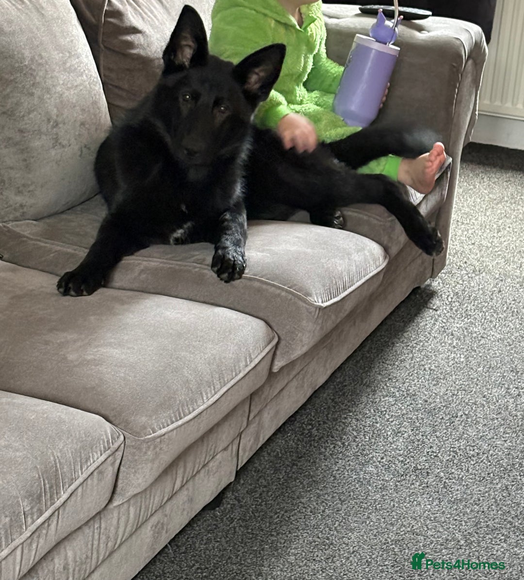 German Shepherd dogs for sale: Stormy - Advert 1