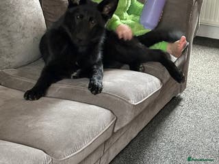 German Shepherd dogs Stormy - Advert 1