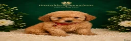 Cavapoochon dogs for sale: Tinyteddycavapoochons Now available  - Advert 4