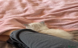 Ragdoll cats for sale: 3 Year Old Beautiful Female Ragdoll  - Image 30