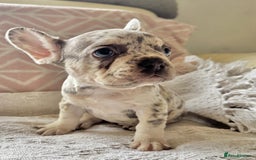 French Bulldog dogs for sale: French bulldog puppies health clear last boy in Hastings - Image 4