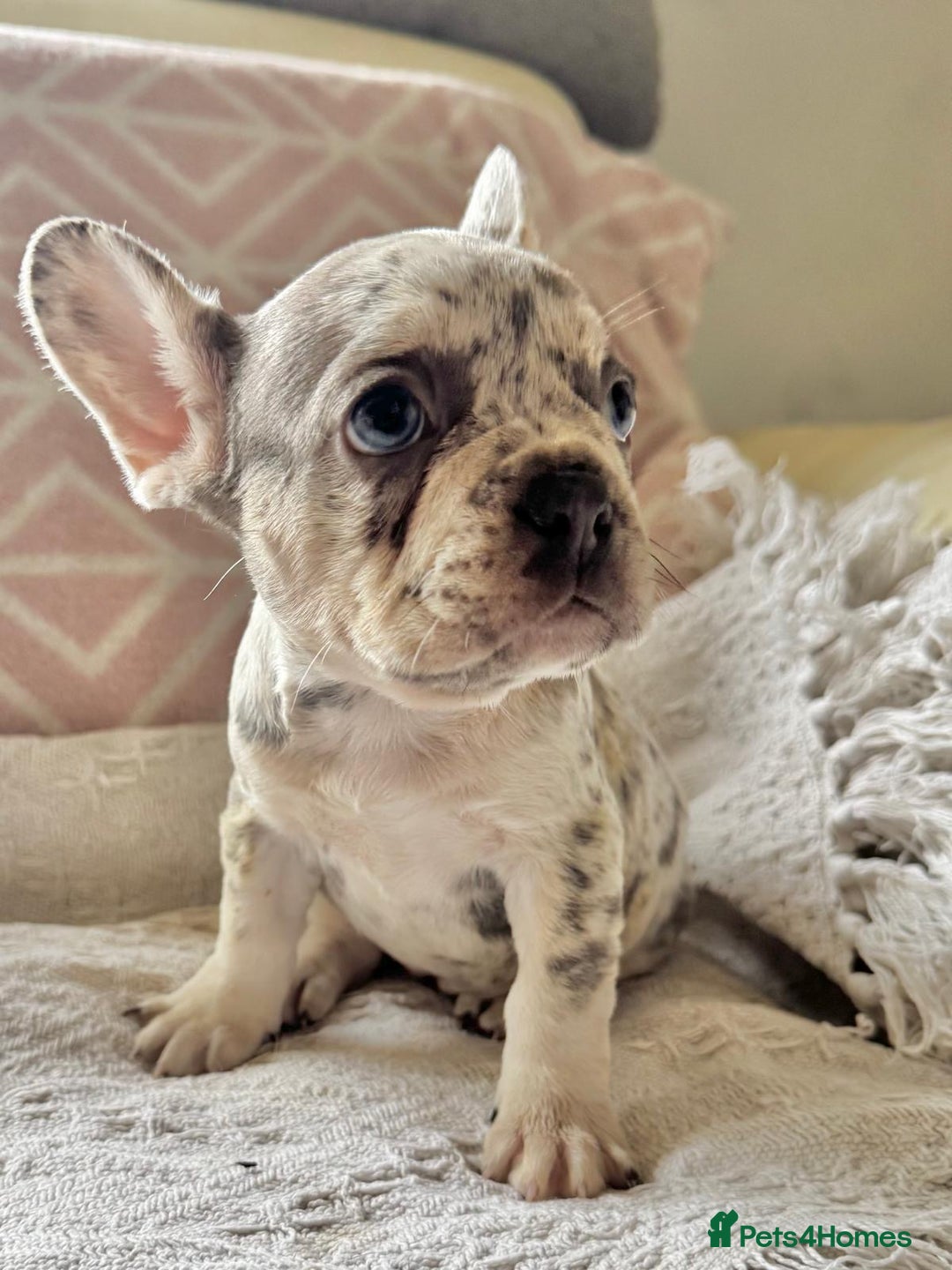 French Bulldog dogs for sale: French bulldog puppies health clear last boy in Hastings - Image 4