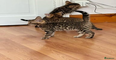 Bengal cats - Advert 3