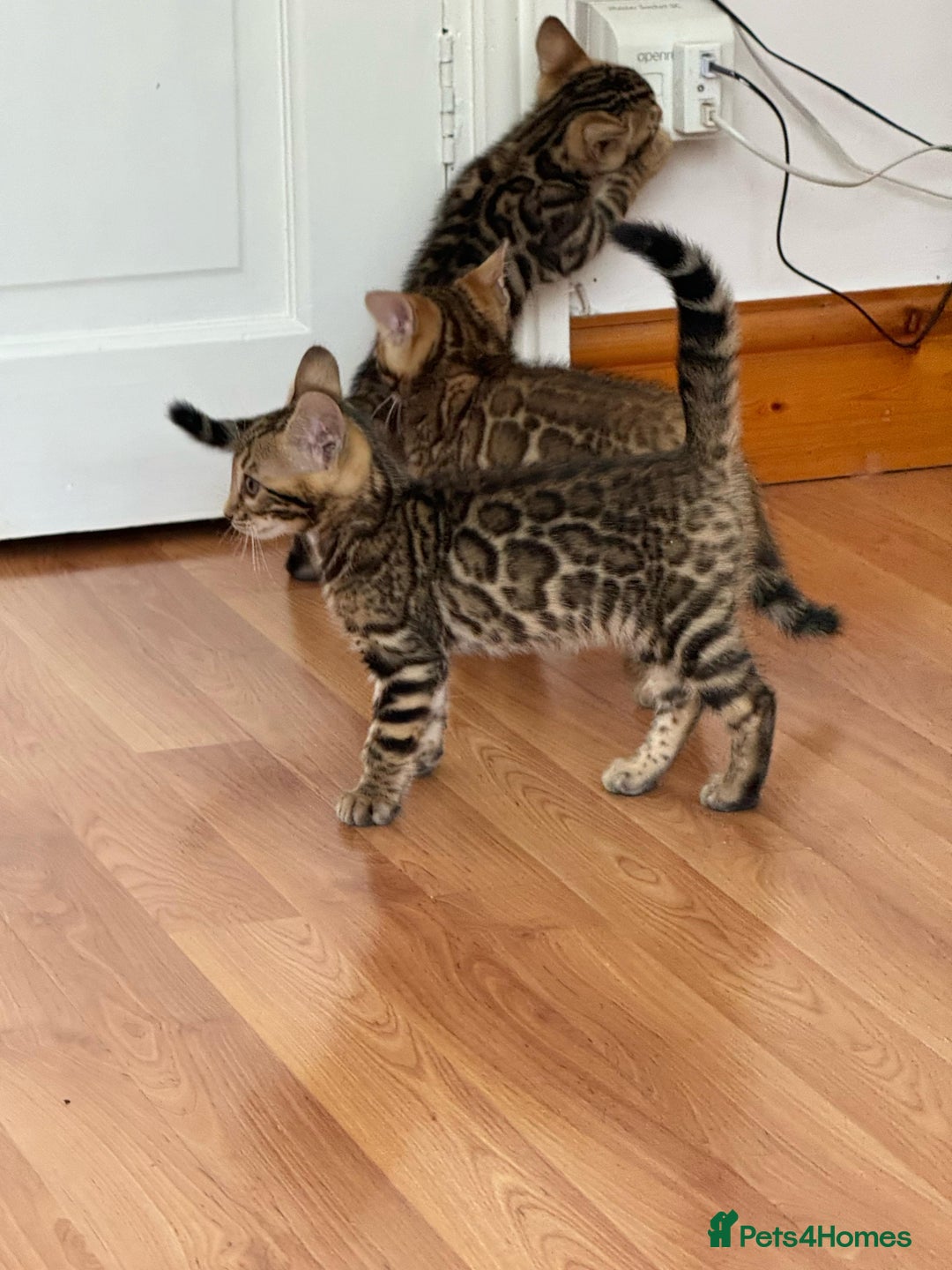 Bengal cats for sale: 💕 Pedigree Rosetted bengal kittens 💕 - Image 3