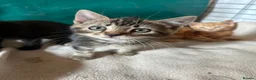 Mixed Breed cats for sale: Kittens for sale - Advert 11
