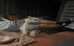 British Shorthair cats for sale: British shorthair cats Gccf registered  - Image 12