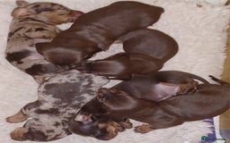 Miniature Dachshund dogs for sale: Chocolate Tan boy left - Image 10