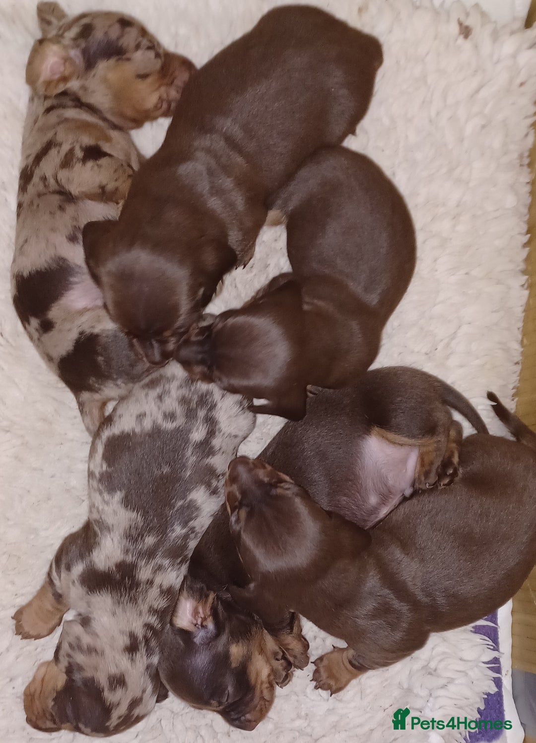Miniature Dachshund dogs for sale: Chocolate Tan boy left - Image 10