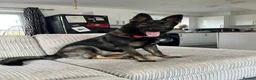 German Shepherd dogs for sale: Queenie 2 year old GS - Advert 4
