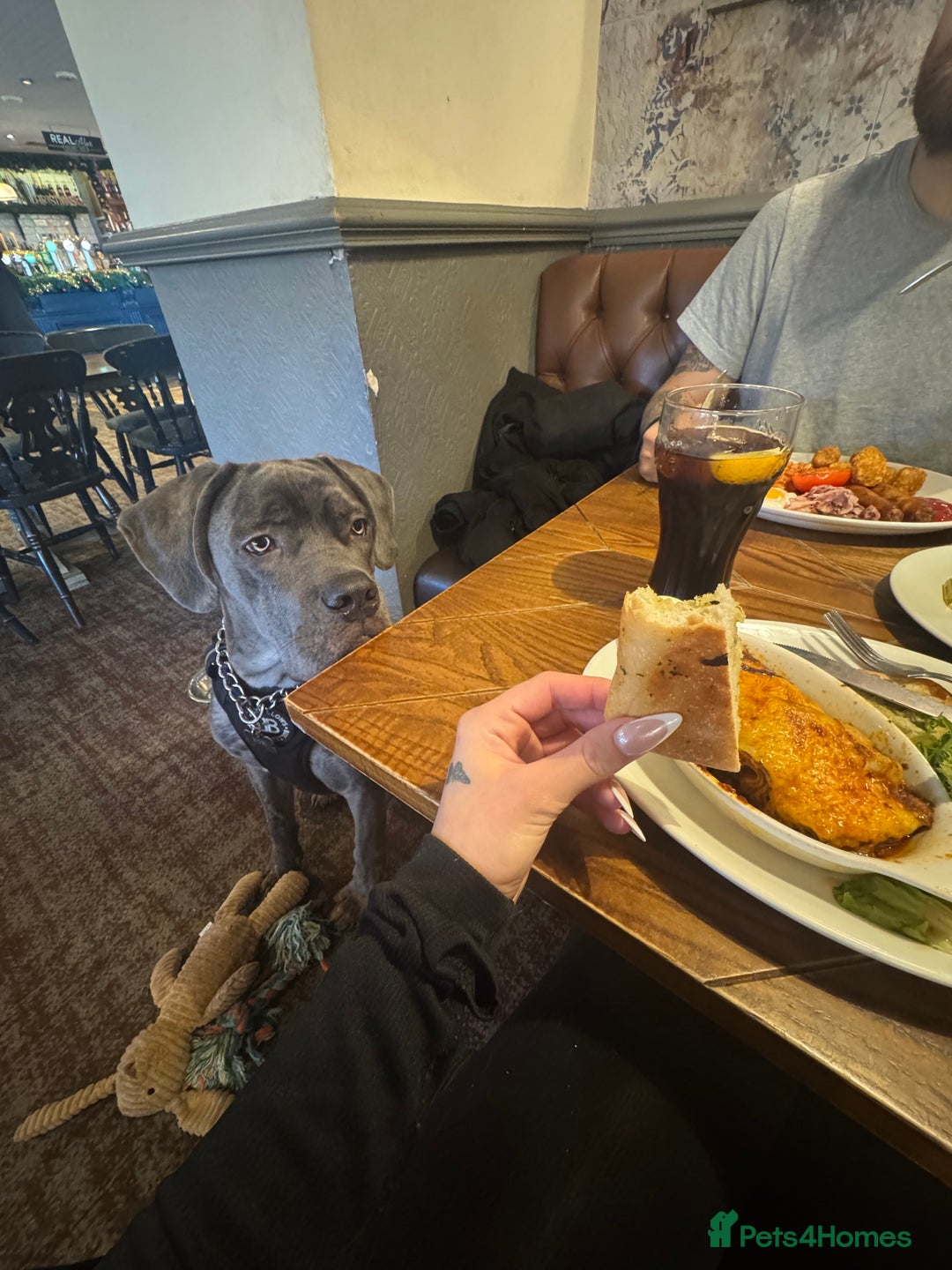 Mixed Breed dogs for sale: Cane Corso x Great Dane  - Advert 18