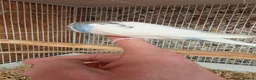 Budgerigars birds for sale: Hand tame violet baby budgies for sale  - Advert 11