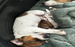 Jack Russell dogs for sale: Miniature Jack Russell’s  - Image 6