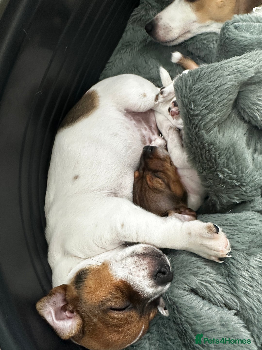 Jack Russell dogs for sale: Miniature Jack Russell’s  - Image 6