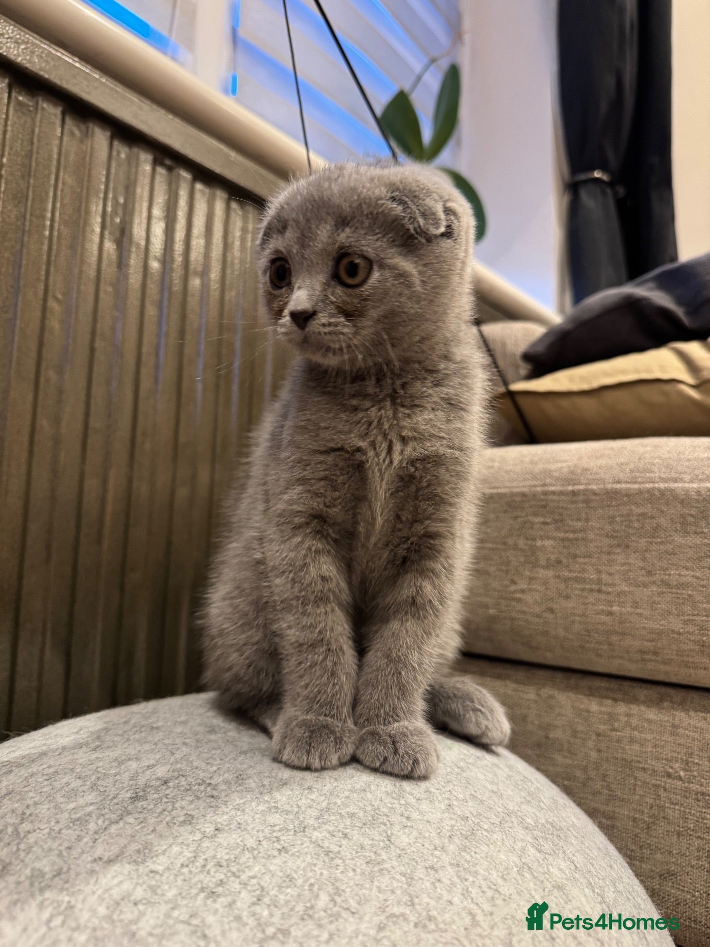 Scottish Fold cats 💙 Beautiful Blue Scottish Fold Girl - Advert 5