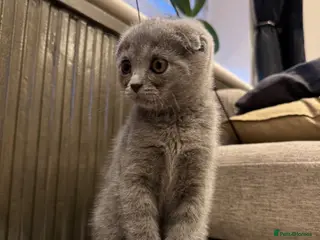 Scottish Fold cats 💙 Beautiful Blue Scottish Fold Girl - Advert 5