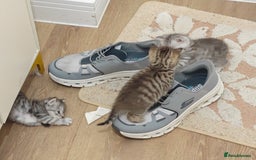 Mixed Breed cats for sale: Adorable boys kittens 3 x Silver Tabby 1x Tabby - Image 10