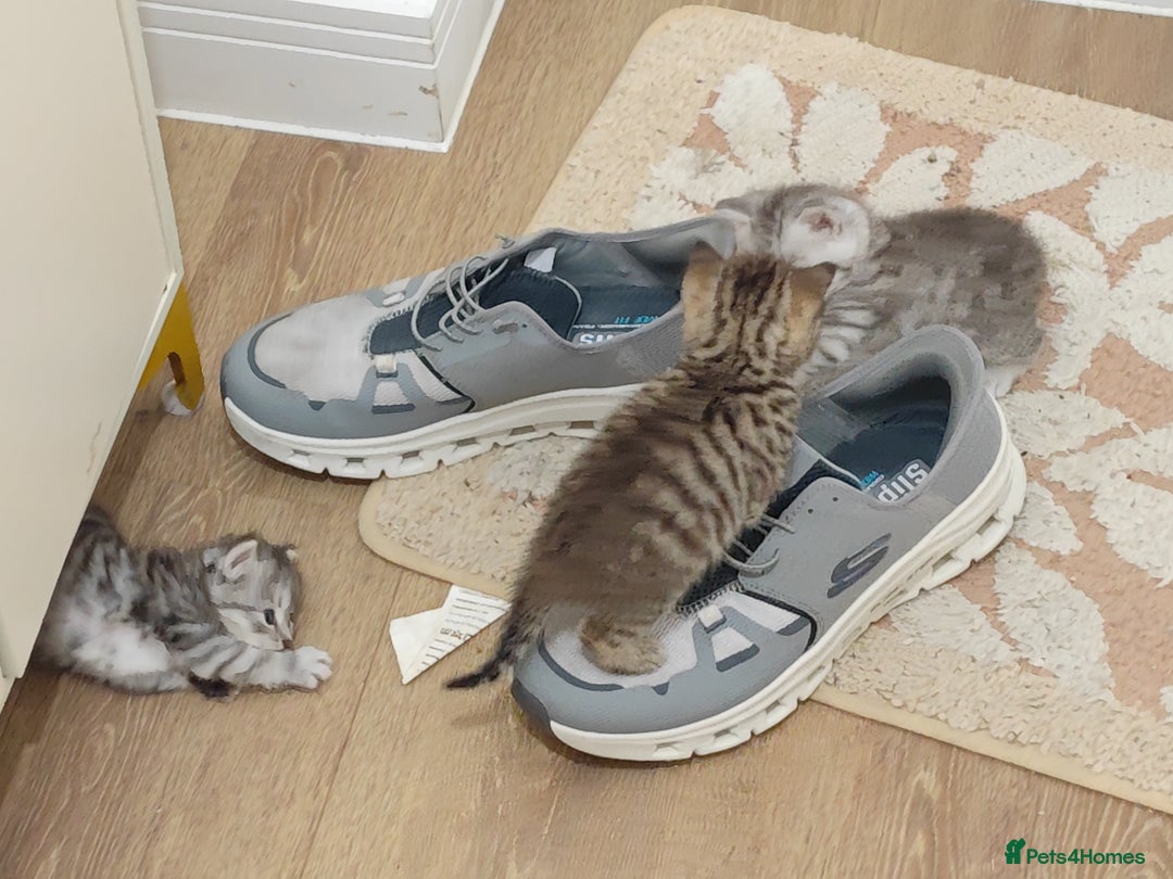 Mixed Breed cats for sale: Adorable boys kittens 3 x Silver Tabby 1x Tabby - Image 10