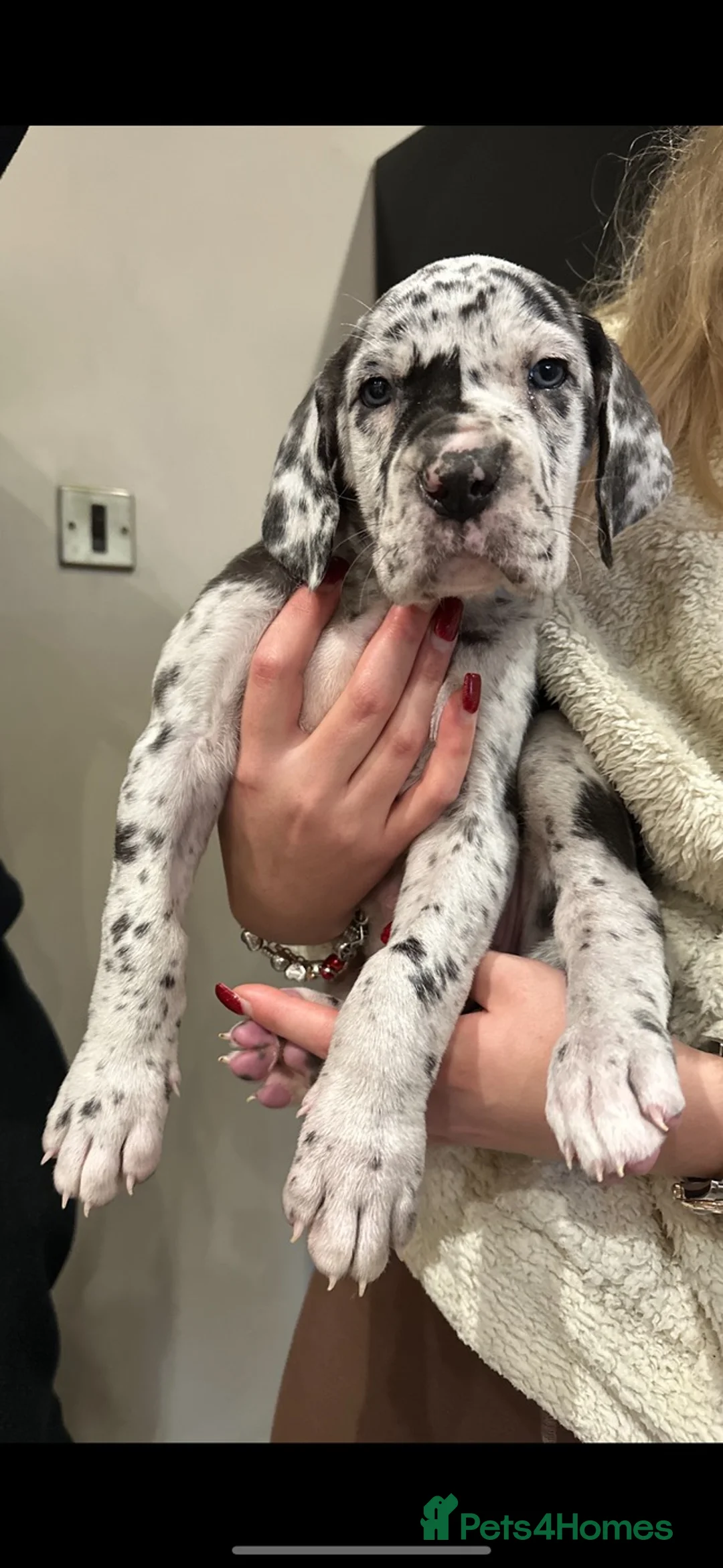 Great Dane dogs for sale: Stunning female merle Great Dane 1 year  in Burgess Hill - Advert 15