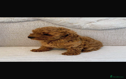 Cockapoo dogs for sale: F1b cockapoo female puppy - Image 3