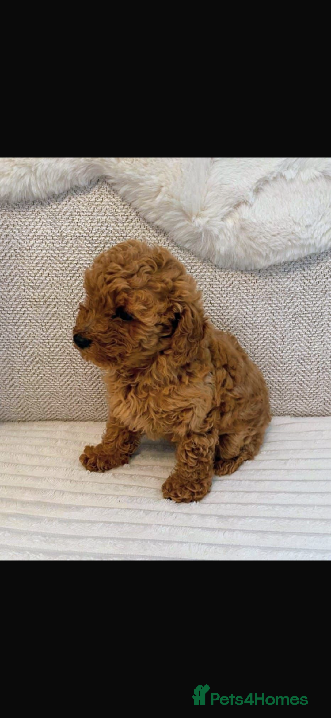 Cockapoo dogs for sale: F1b cockapoo female puppy - Image 3