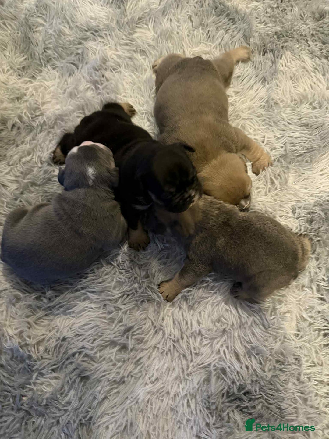 Mixed Breed dogs for sale: 3/4 English bulldog x 1/4 French bulldog - Advert 4