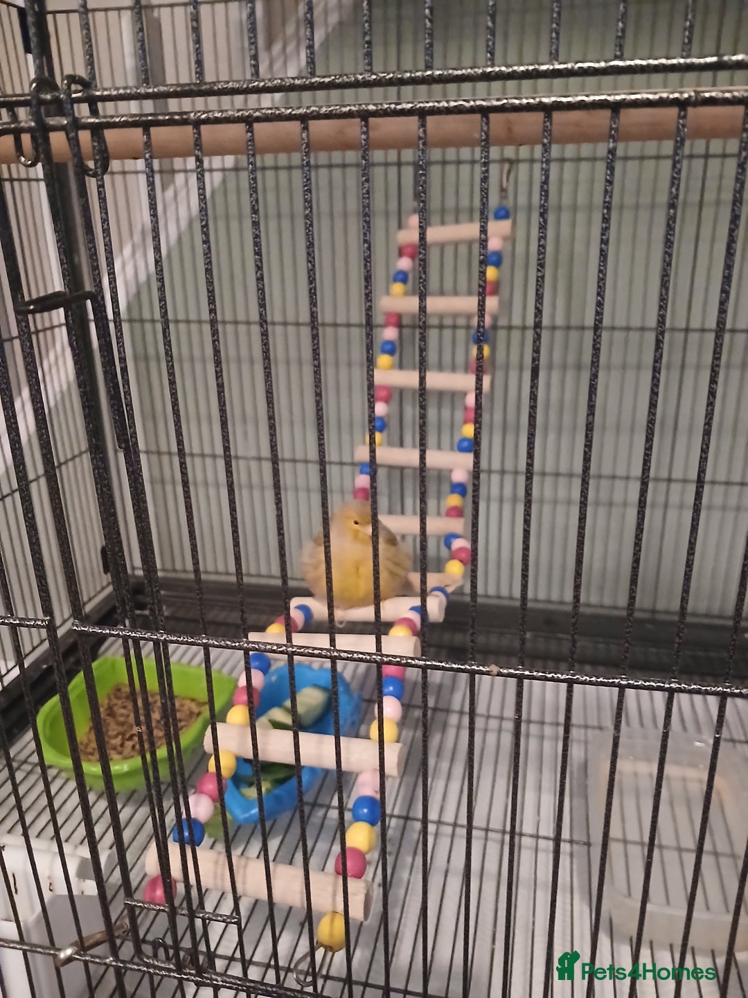 Canaries birds for sale: Female canary  - Advert 1