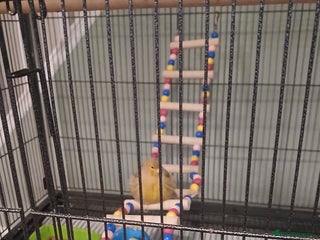 Canaries birds Female canary - Advert 3