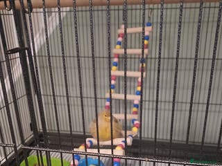 Canaries birds Female canary - Advert 5