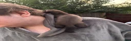 Ferret rodents for sale: Ferret kits  - Advert 10