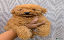Labradoodle dogs for sale: READY NOW-HEALTH TESTED F1B Miniature Labradoodle - Image 14