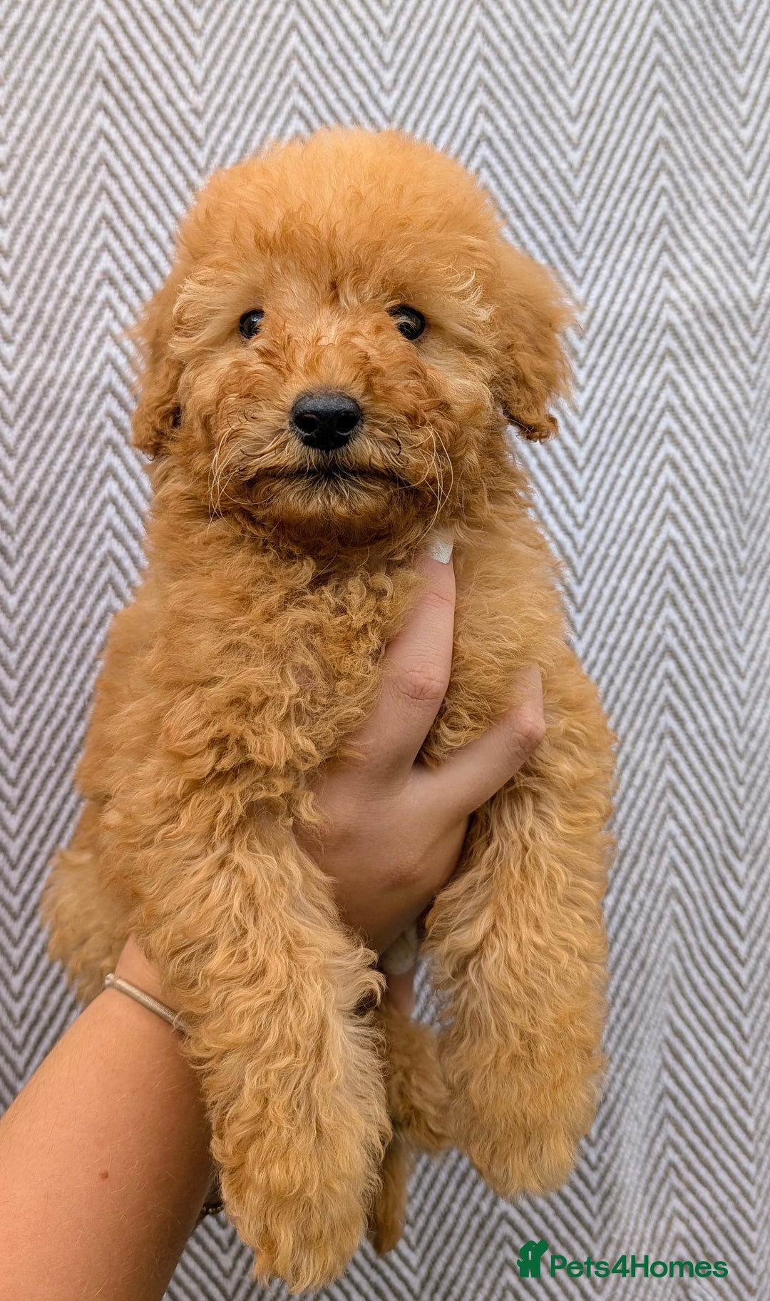 Labradoodle dogs for sale: READY NOW-HEALTH TESTED F1B Miniature Labradoodle - Image 14