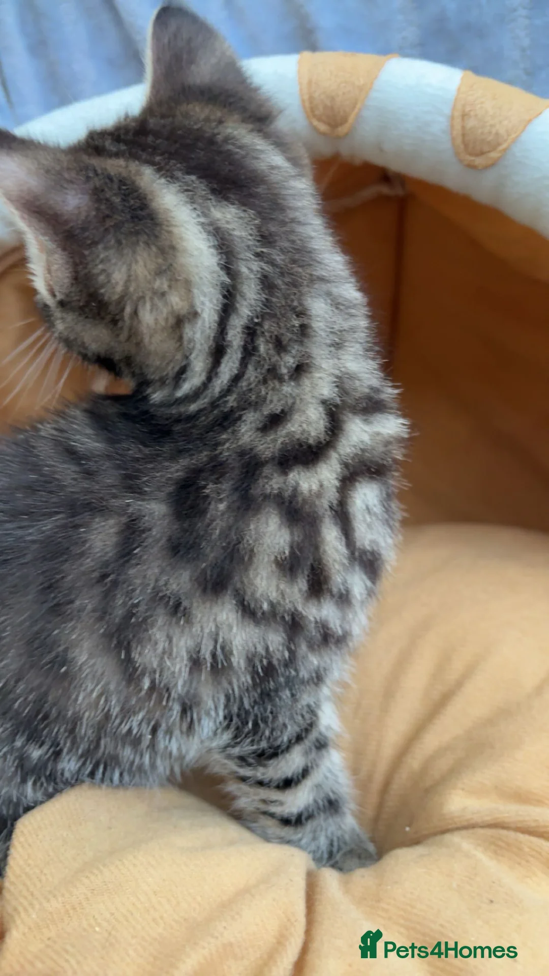 Mixed Breed cats for sale: British short hair mixed breed kittens.🩷 - Advert 8