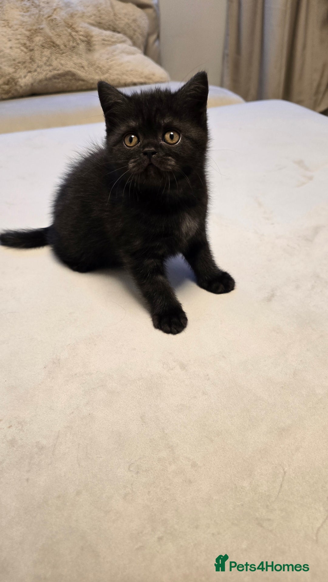 British Shorthair cats for sale: 💫RARE💫 BLACK SMOKE FEMALE & BLUE LONGHAIR MALE  - Advert 28