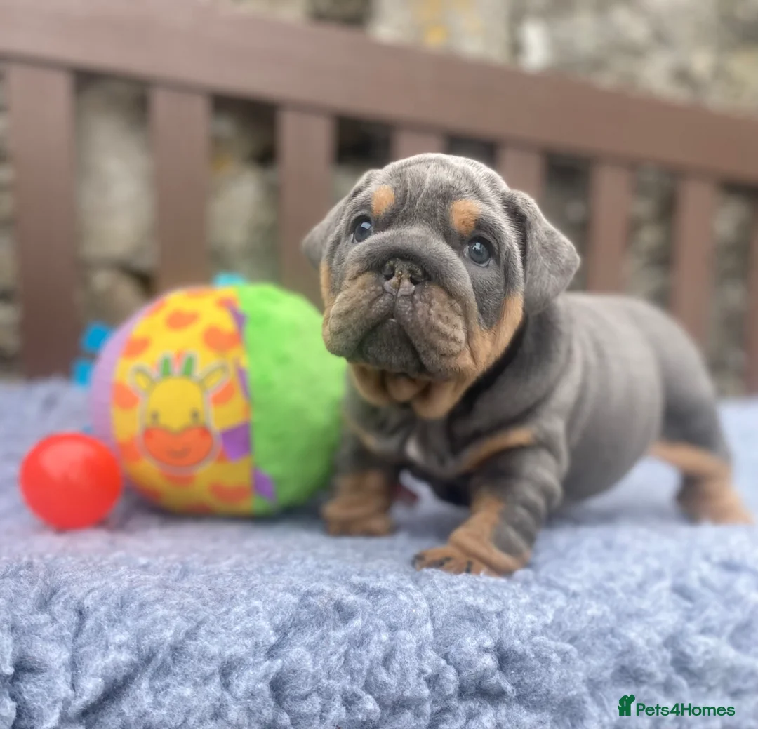 English Bulldog dogs for sale: KC registered English bulldog puppies  - Advert 15